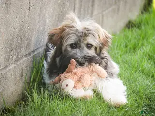 Havanese dogs for sale: Biscotti - Ad 4