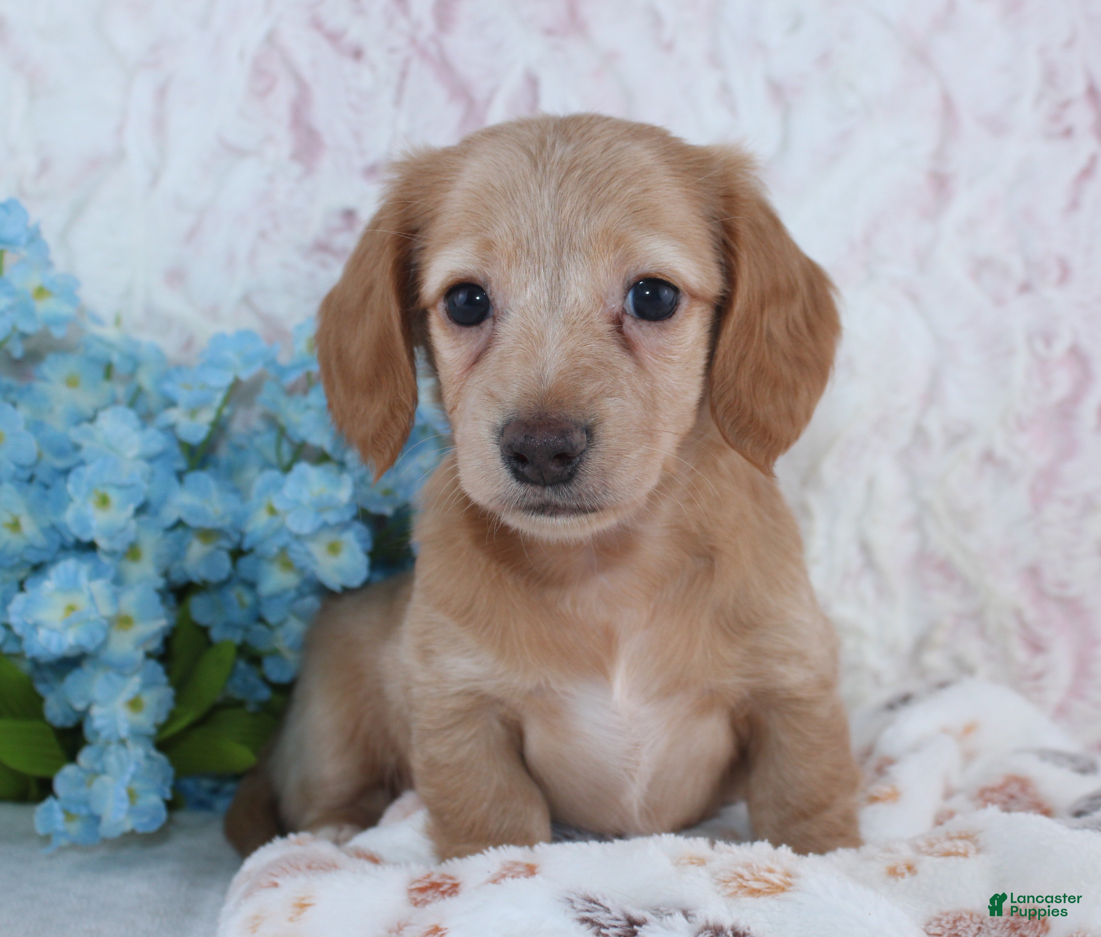 Miniature Dachshund dogs Hadley - Ad 2