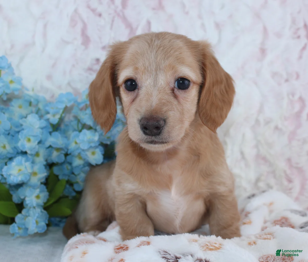 Miniature Dachshund dogs for sale: Hadley - Ad 2