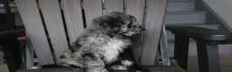 Newfypoo dogs for sale: Rain - Ad 5