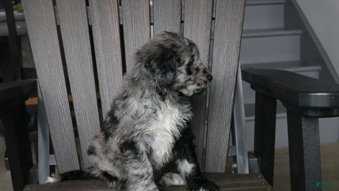 Newfypoo dogs for sale: Rain - Ad 5