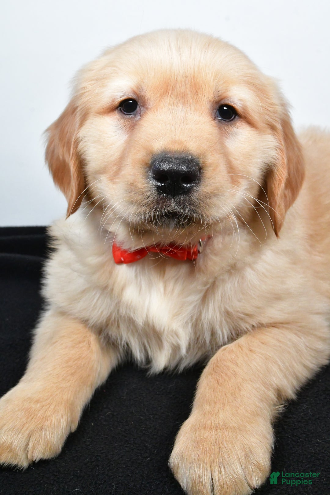 Golden Retriever dogs for sale: Jasper - Ad 10