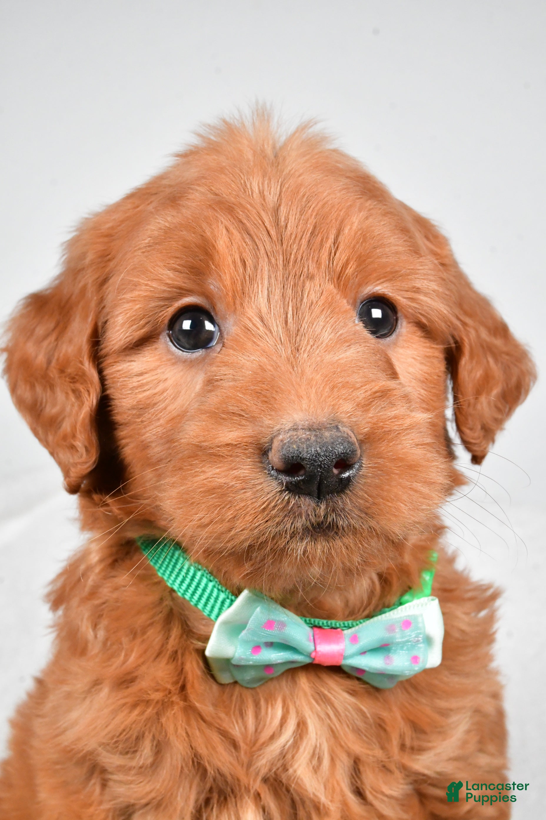 Mini Goldendoodle dogs Brady - Ad 24