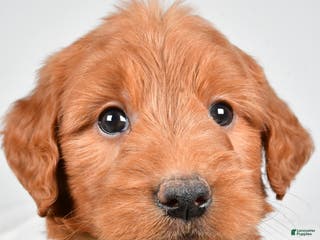Mini Goldendoodle dogs Brady - Ad 18