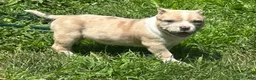 American Bully dogs for sale: Oakley - Ad 4