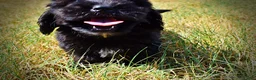 Havapoo dogs for sale: Kipper - Ad 13