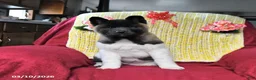 Akita dogs for sale: Betty   - Ad 3