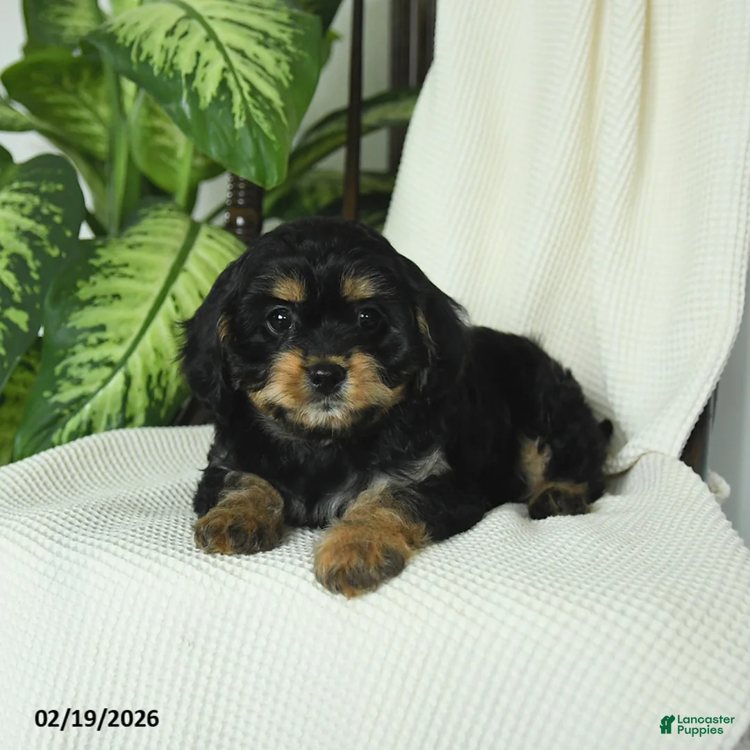 Cavapoo dogs for sale: Romeo - Ad 3