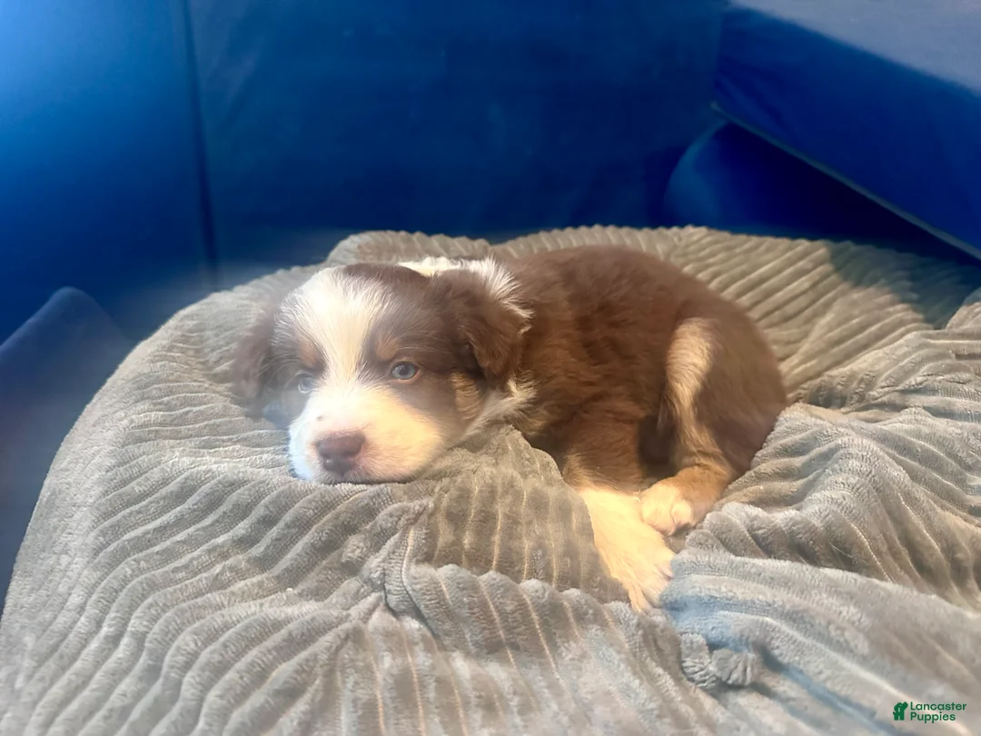 Australian Shepherd dogs for sale: Honey - Ad 3