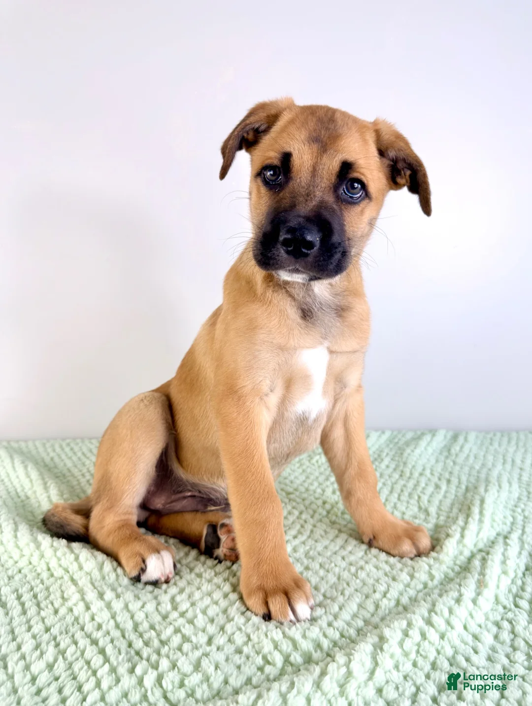 Mixed Breed dogs for sale: Diesel - Ad 6