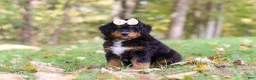 Mini Bernedoodle dogs for sale: Dolly - Ad 2