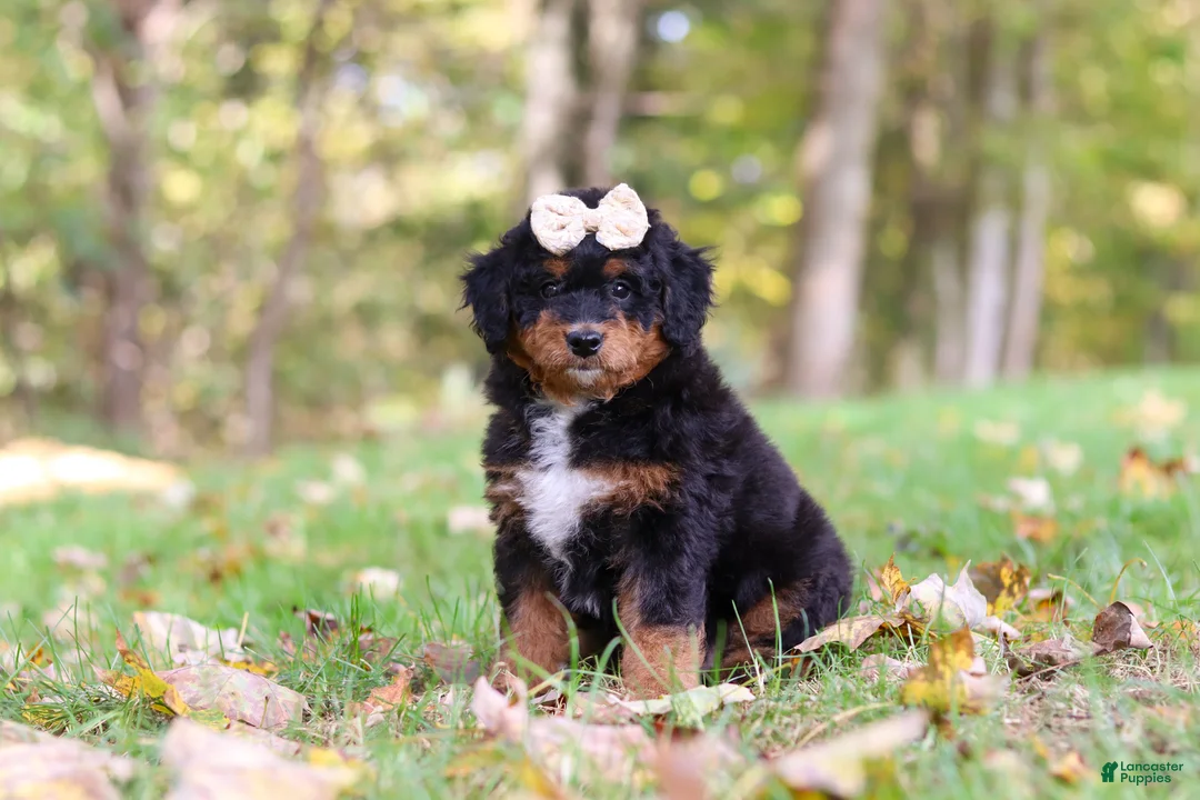 Mini Bernedoodle dogs for sale: Dolly - Ad 2