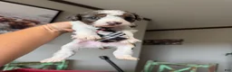 Miniature Poodle dogs for sale: Akc Clear 🧬 tested Blue Merle Phantom Parti Boy - Ad 3
