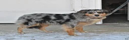 Australian Shepherd dogs for sale: Trooper - Ad 5
