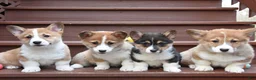 Welsh Corgi Pembroke dogs for sale: Betsy - Ad 3