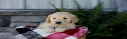 Golden Retriever dogs for sale: Bailey - Ad 5