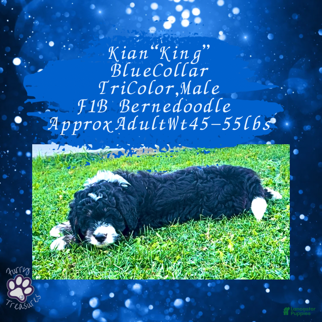 Mini Bernedoodle dogs for sale: Kian “Blue Collar” Male - Ad 6