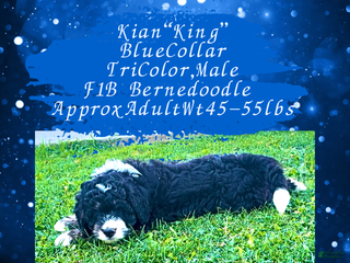 Mini Bernedoodle dogs - Ad 3