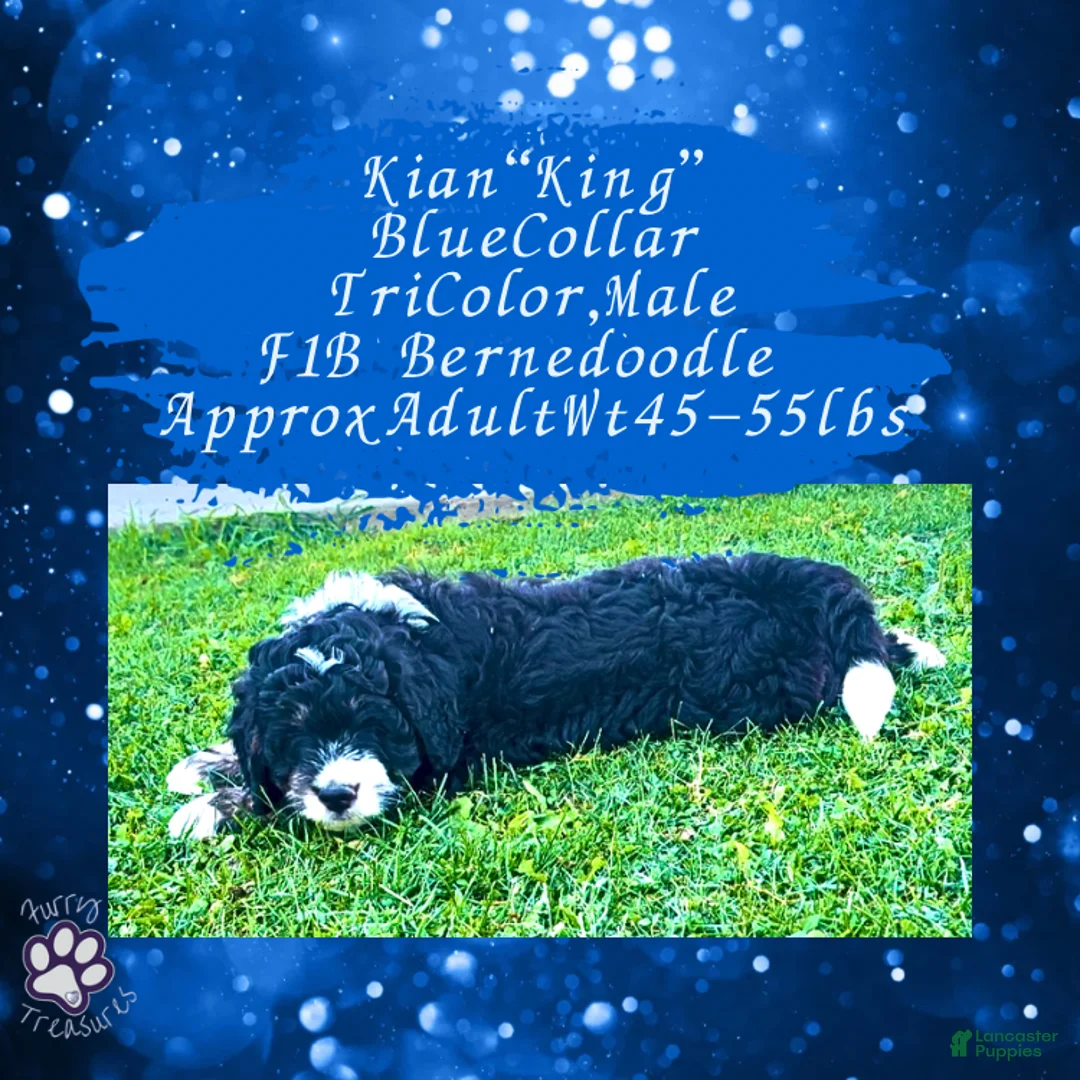 Mini Bernedoodle dogs for sale: Kian “Blue Collar” Male - Ad 22