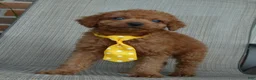 Mini Goldendoodle dogs for sale: Mini Gordon - Ad 16