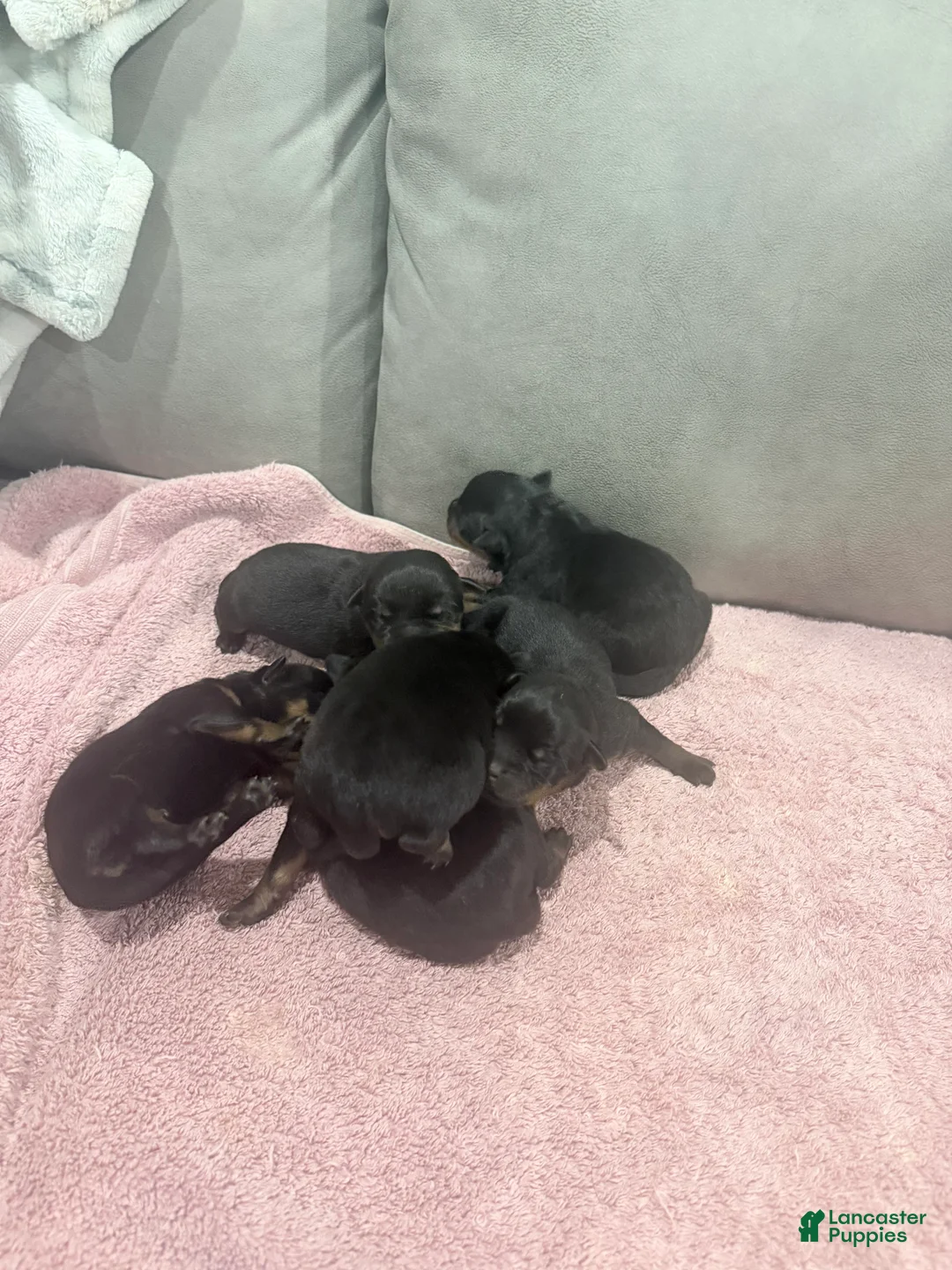 Rottweiler dogs for sale: Rottweiler Puppy 6 - Ad 1