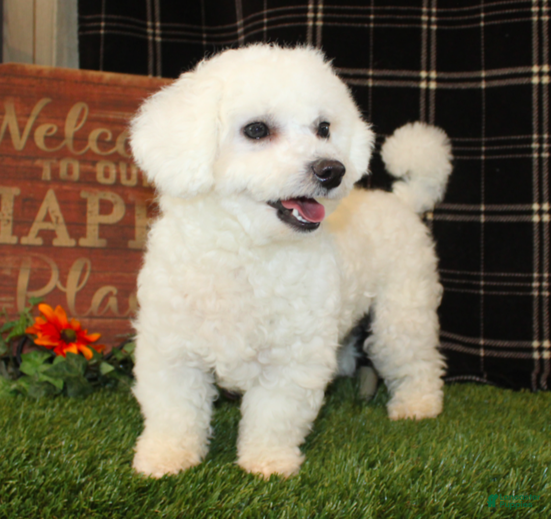 Teddy Bear dogs for sale: Kisses - Ad 5