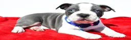 Boston Terrier dogs for sale: Timmy - Ad 1