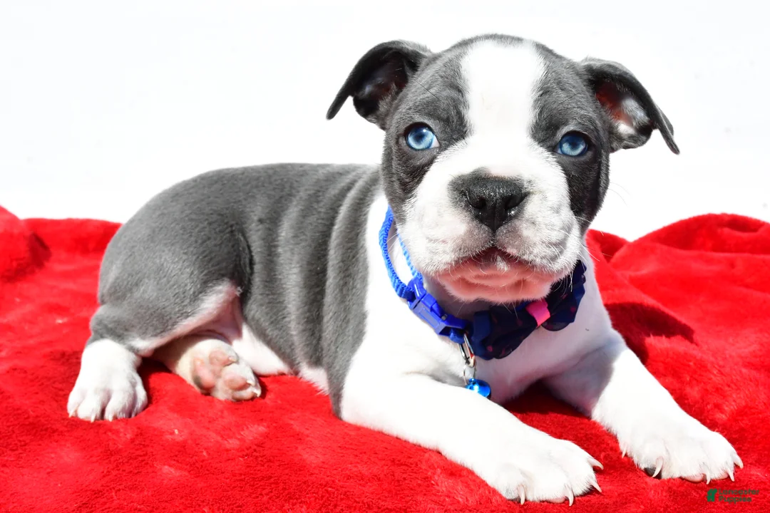 Boston Terrier dogs for sale: Timmy - Ad 1