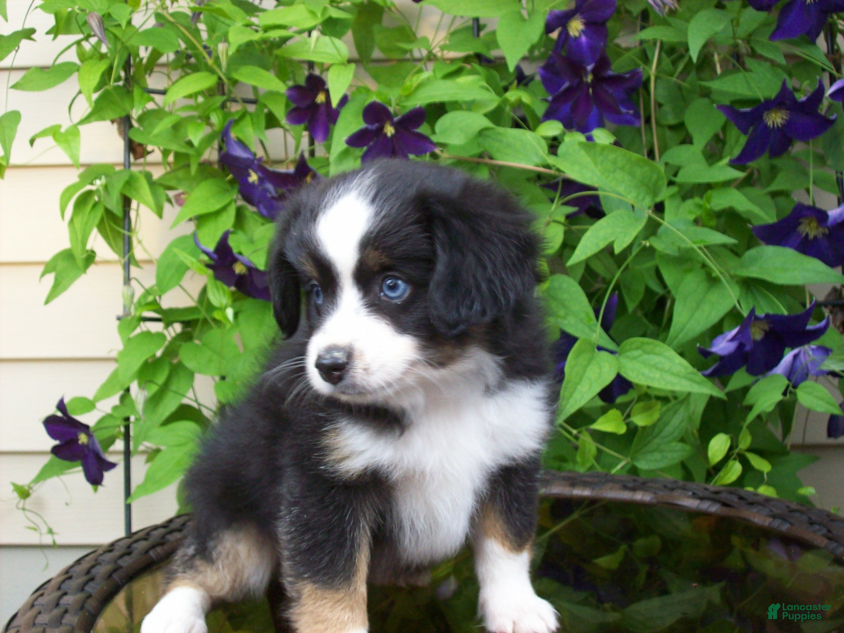 Miniature Australian Shepherd dogs Milo - Ad 2