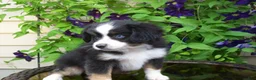 Miniature Australian Shepherd dogs for sale: Milo - Ad 2