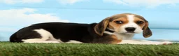 Beagle dogs for sale: Remington - Ad 4