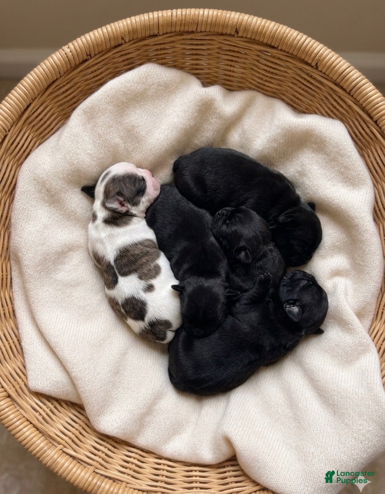 Shihpoo dogs Shihpoo 1 BT  - Ad 2