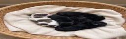 Shihpoo dogs for sale: Shihpoo 1 BT  - Ad 2