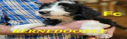 Bernedoodle dogs for sale: Bernedoodle  - Ad 10