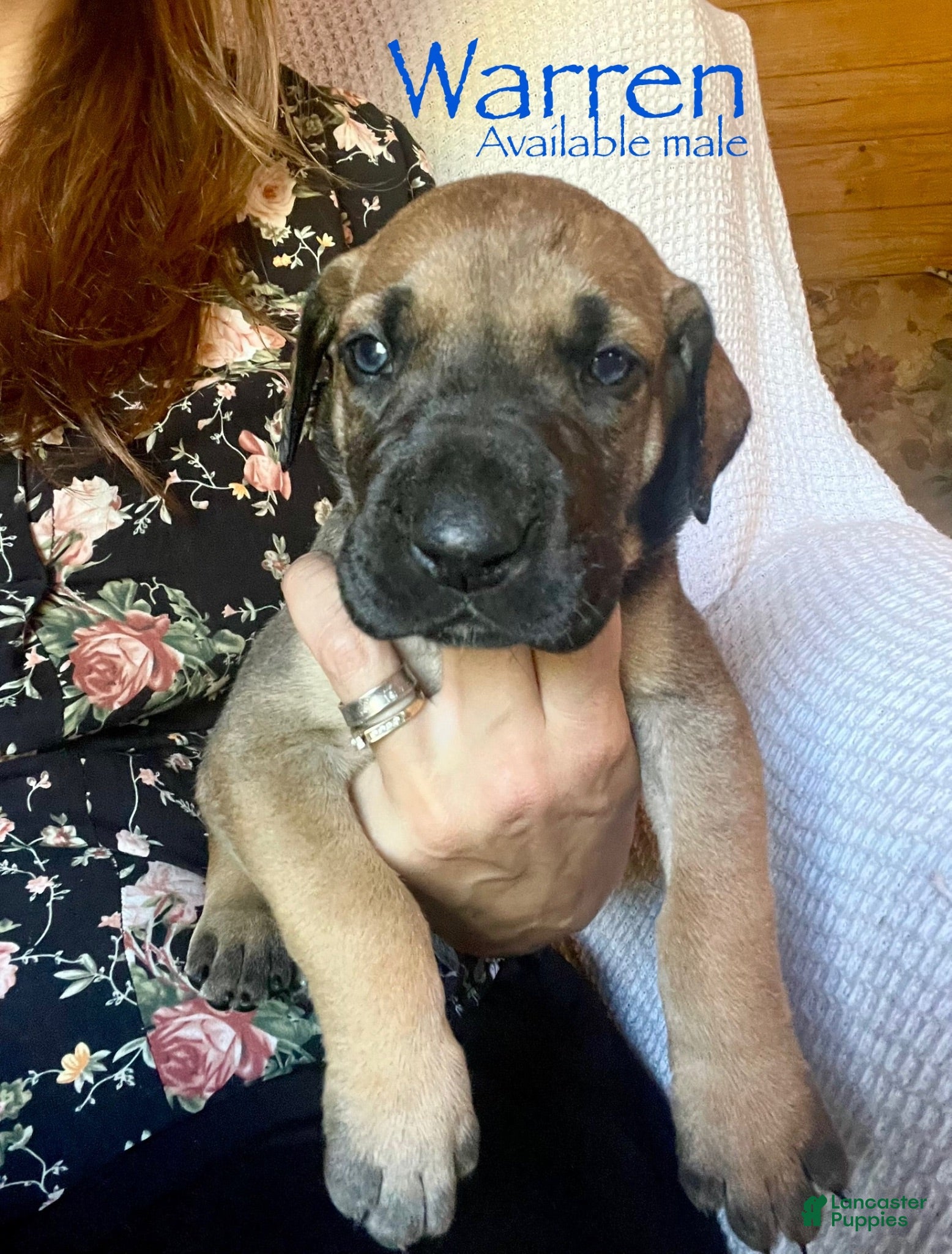 Great Dane dogs Warren - Ad 42