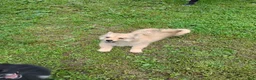 Pomsky dogs for sale: Tan Pomsky male  - Ad 3