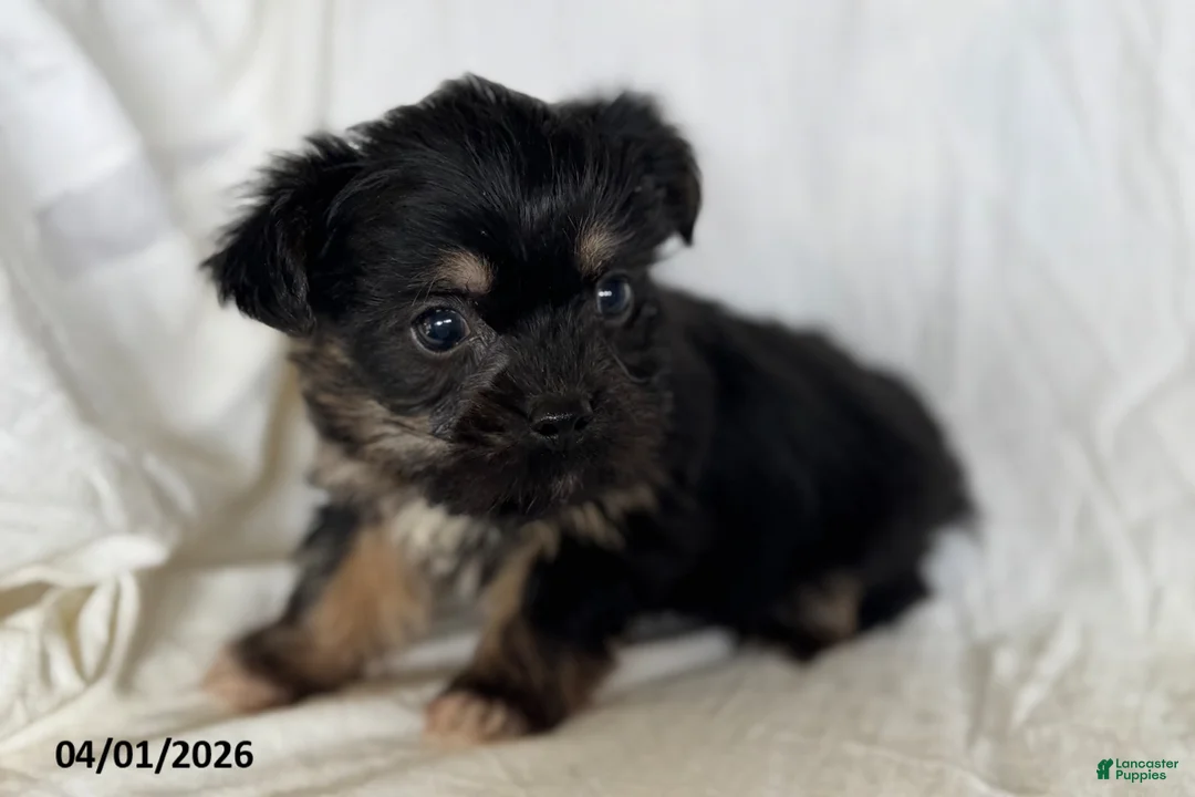 Mixed Breed dogs for sale: Kenneth - Ad 5