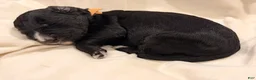 Bernedoodle dogs for sale: Brown AKA ”Brownie” - Ad 2
