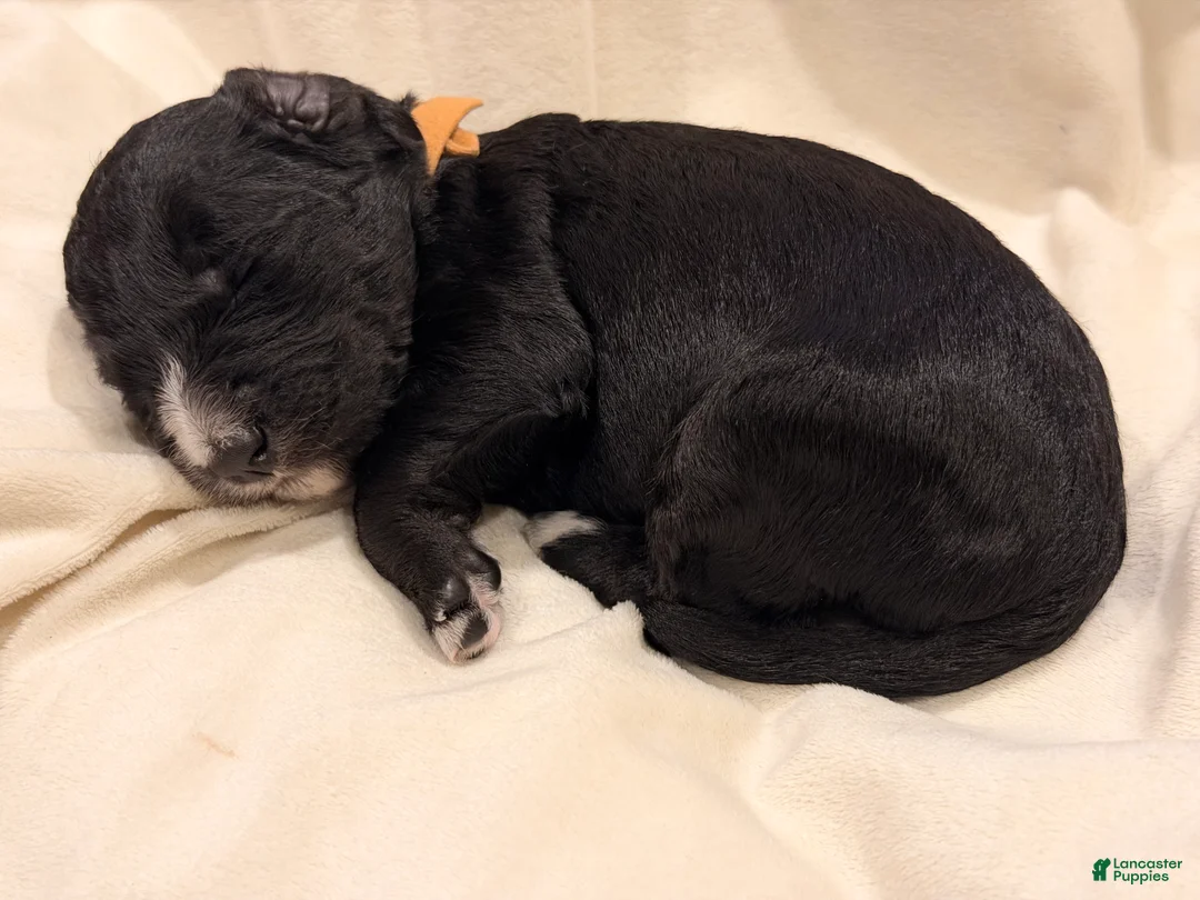 Bernedoodle dogs for sale: Brown AKA ”Brownie” - Ad 2
