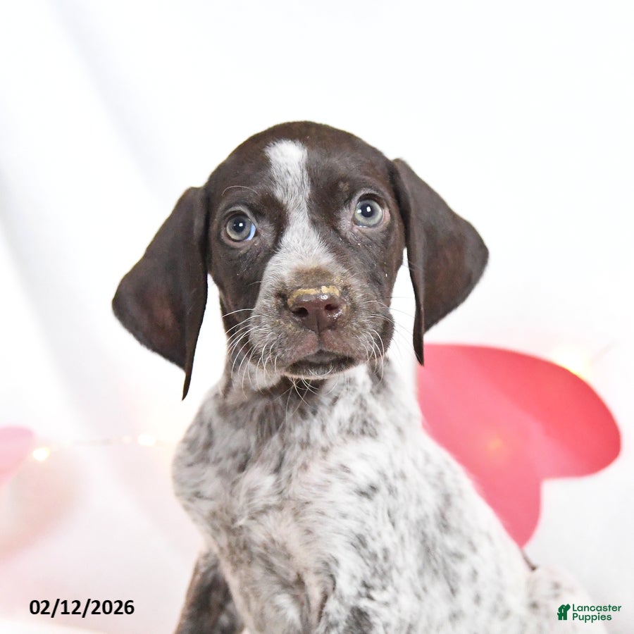 German Shorthaired Pointer dogs Reese - Ad 2