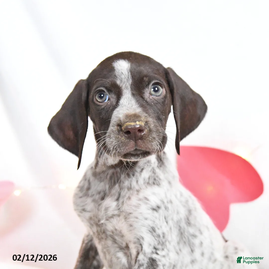 German Shorthaired Pointer dogs for sale: Reese - Ad 2