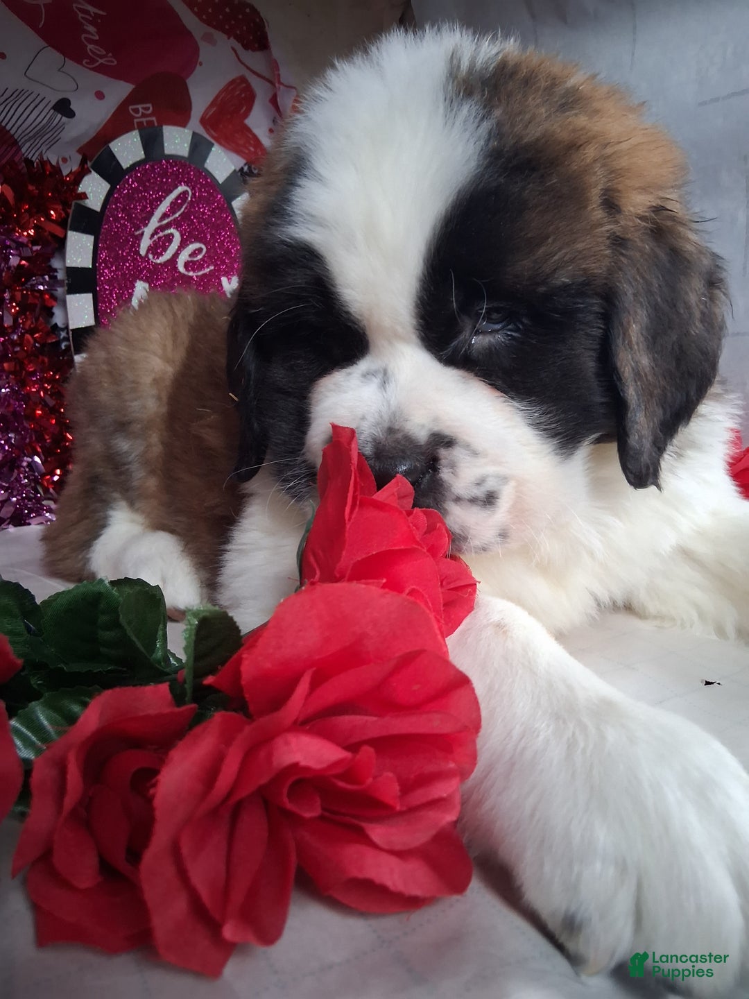 Saint Bernard dogs for sale: Magnus  - Ad 1