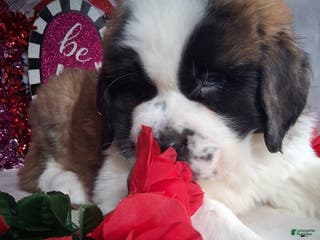 Saint Bernard dogs Magnus - Ad 20