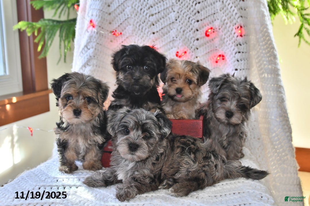 Yorkiepoo dogs for sale: Zack - Ad 2
