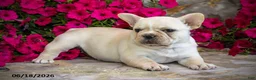 French Bulldog dogs for sale: Snow - Ad 6