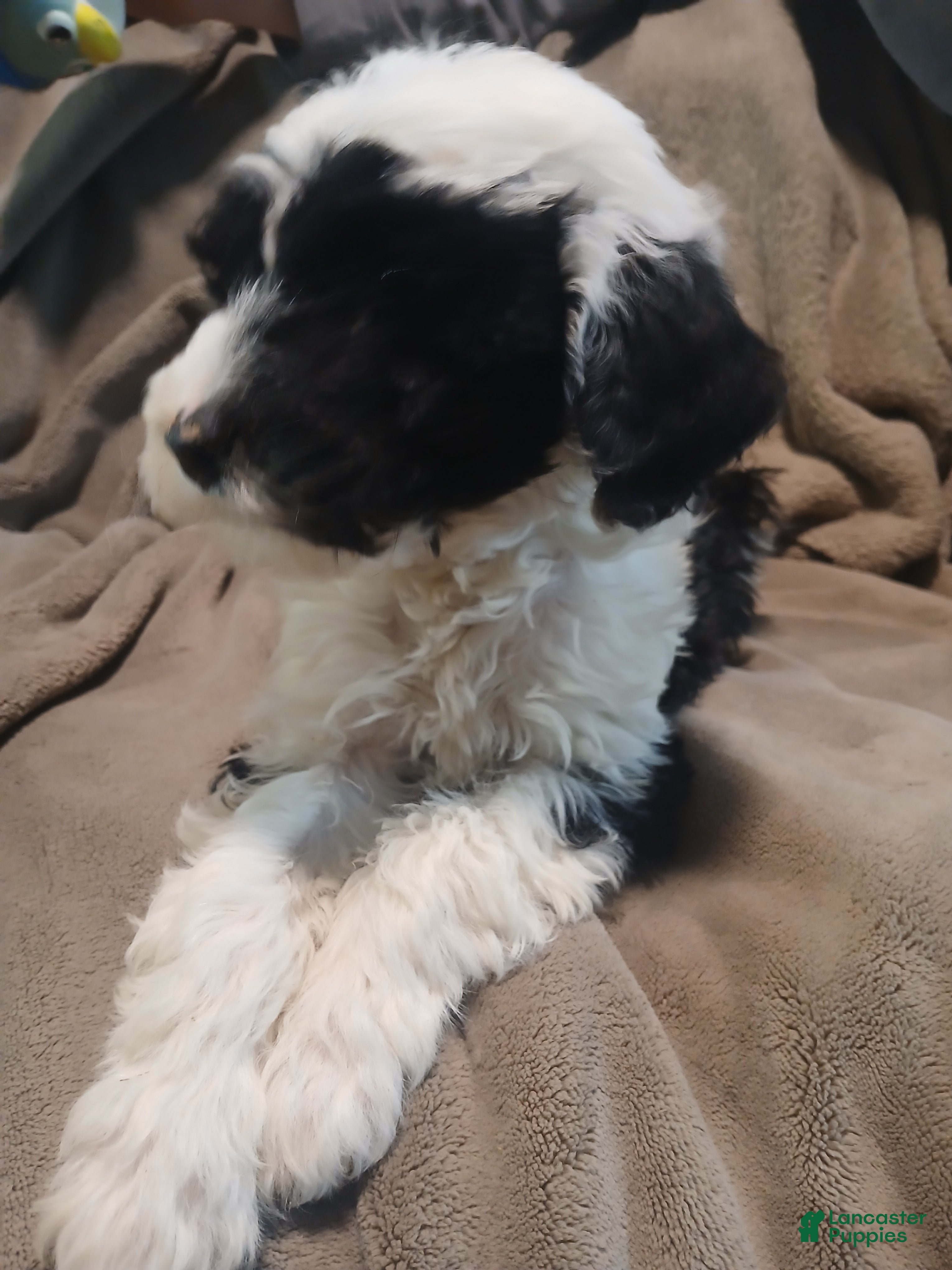 Sheepadoodle dogs Oreo - Ad 41