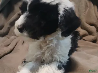 Sheepadoodle dogs Oreo - Ad 38