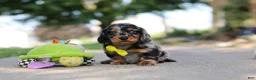 Miniature Dachshund dogs for sale: Kumquat - Ad 4