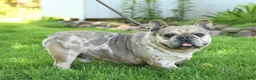 Frenchton dogs for sale: Skylar - Ad 7