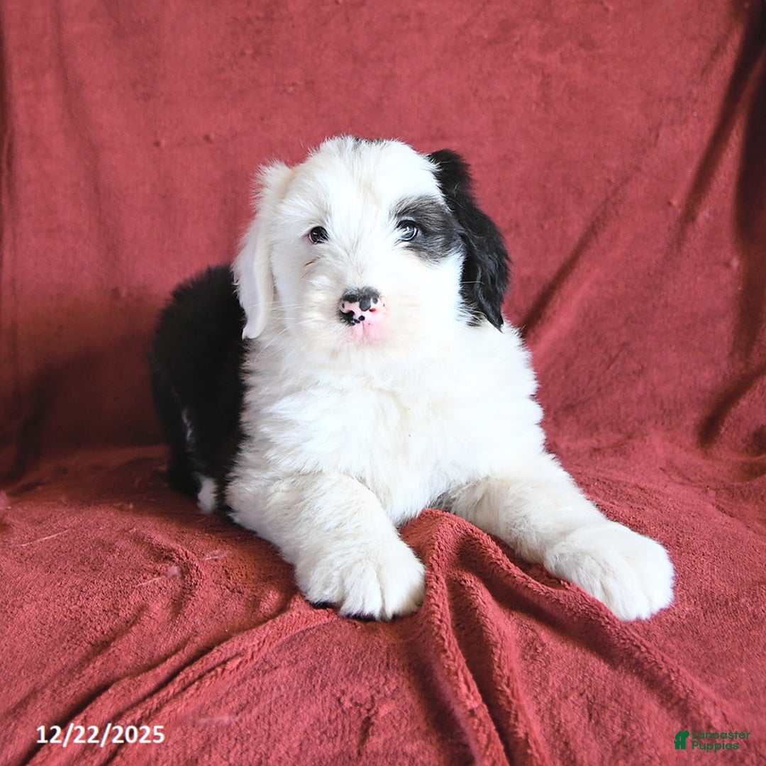Old English Sheepdog dogs for sale: Micky - Ad 1